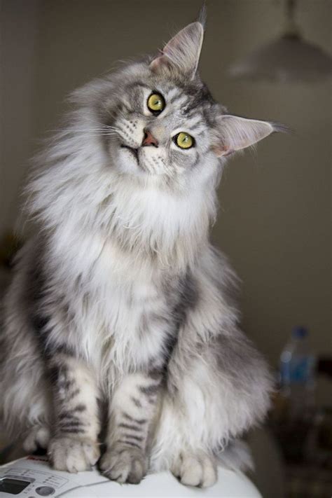 28 Best Images About Silver Blue Mainecoon On Pinterest