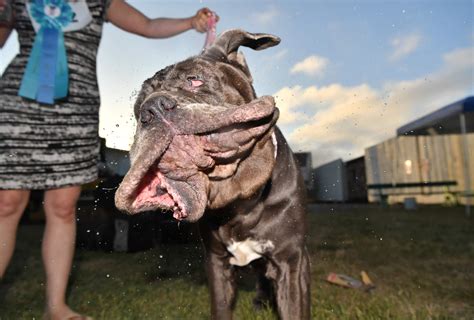 Photos Worlds Ugliest Dog Contest 2017