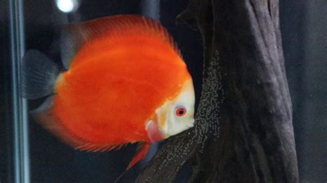 Rose Red Discus And Royal Red Discus Breeding Youtube
