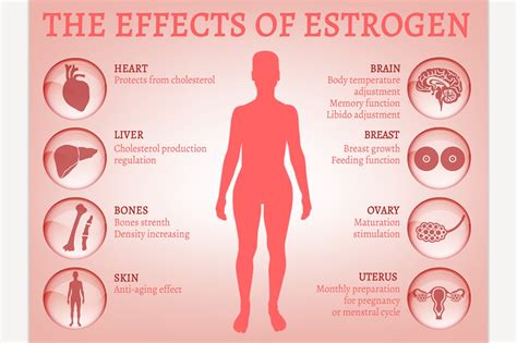 Estrogen Effects Infographic Education Illustrations Creative Market