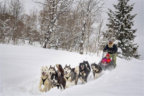 Dog Sledding In Park City Winter Vacation Activities