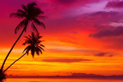 Amazing Pink And Orange Tropical Sunset Wallpaper For Samsung Galaxy S6