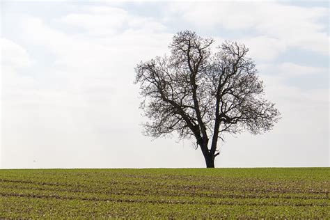 Online Crop Hd Wallpaper Tree On Open Grass Field Under White Sky