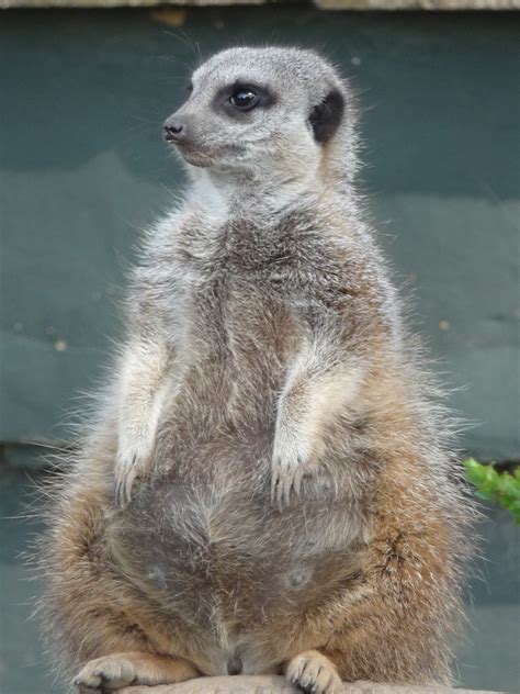Pregnant Meerkat Twycross Zoo Nicola Williscroft Flickr