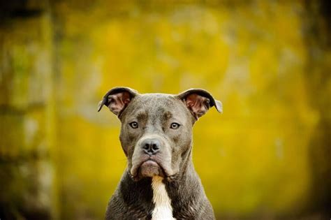Blue Nose Pitbull Amazing Things To Know About