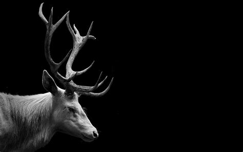 Deer Black And White Wallpapers Top Free Deer Black And White