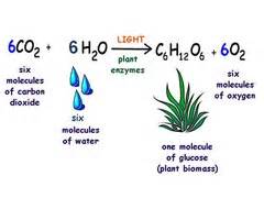 Krebs cycle yields a small amount of atp; Photosynthesis and Cellular Respiration Flashcards | Quizlet