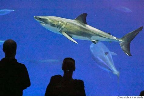 Monterey Aquariums Great White Shark Released At Sea