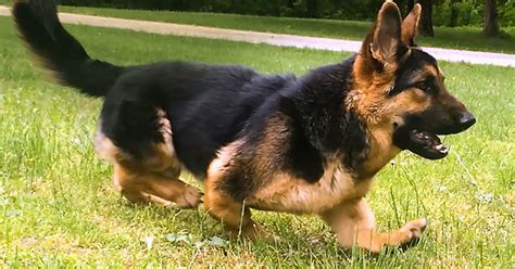 Cute Dwarf German Shepherd Lives His Life To The Fullest