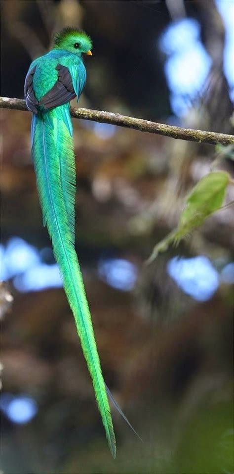 beautiful birds resplendent quetzal beautiful incandescent green and blue long tail feather