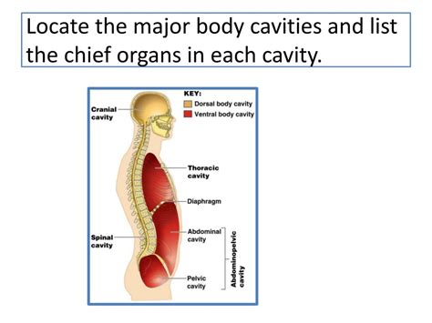 Ppt Chapter 1 The Human Body An Orientation Powerpoint Presentation