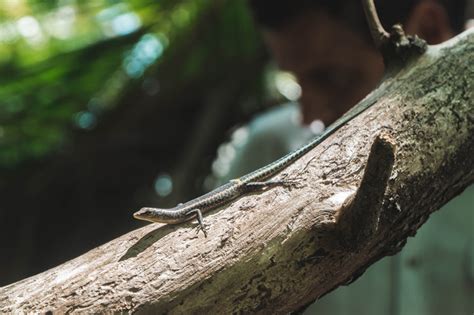 Saving The Blue Tailed Skink Taronga Conservation Society Australia