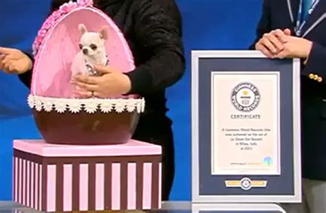 Récord Guiness Oficializa Al Nuevo Perro Más Pequeño Del Mundo ¿cuánto