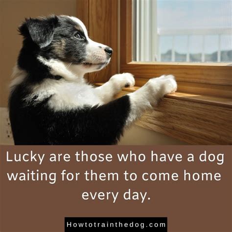 Lucky Are Those Who Have A Dog Waiting For Them To Come Home Every Day