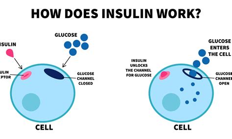 Role Of Insulin And How Insulin Works To Maintain Your Glucose Levels