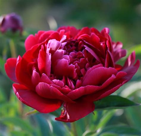 Where do peonies come from? Peony Varieties | Peonies, Red peonies, Flowers