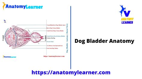 Dog Urinary Bladder Anatomy Youtube