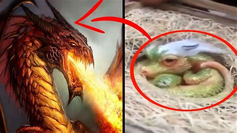 कैमरे मे कैद असली ड्रैगन Real Life Dragon Caught On Camera Caught On