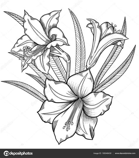 Blooming Lily Flowers Detailed Hand Drawn Vector Illustration