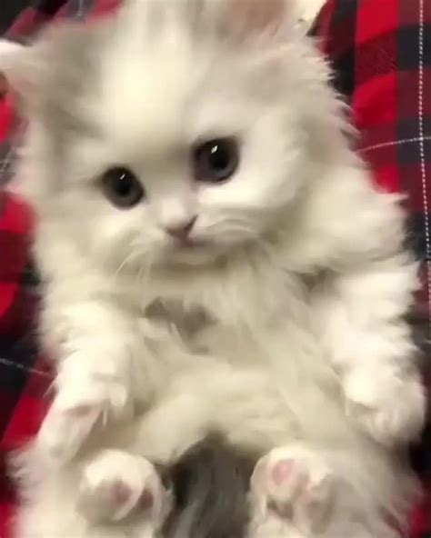 Fluffiest Little Kitten Eyebleach