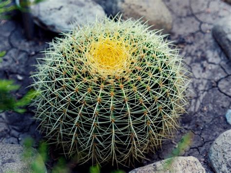 Moon cacti are slow growers, which makes them the perfect choice if you don't want to worry about repotting. Growing Barrel Cactus: Tips For Barrel Cactus Care