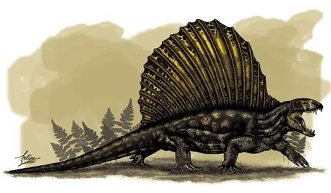 Dimetrodon Dinosaurs Pictures And Facts