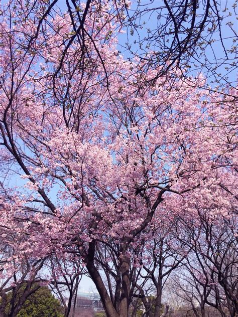 Sakura Cherry Blossom Blooming In Tokyo Japan Stock Photo Image Of