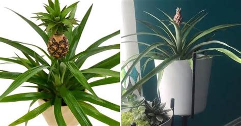 Home Depot Will Deliver Pineapple Plants To Your House For Some Indoor