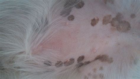 小狗白肚子变红，还全身瘙痒，是过敏性皮炎吗？百度知道