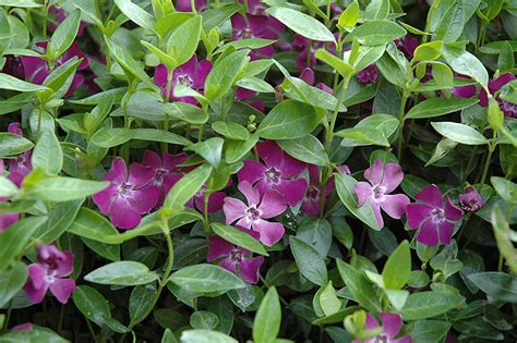 Wine Periwinkle Vinca Minor Atropurpurea In Columbus Dublin