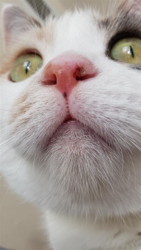 My Kittens Nose Is Dry And Crusty Cat Meme Stock Pictures And Photos