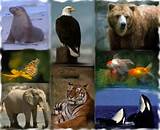 Online Degree Zoology Pictures