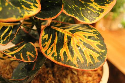 Did You Know There Is A Houseplant With Vibrant Orange Foliage The