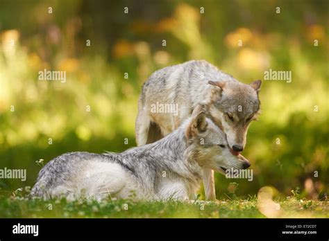 2 Gray Or Grey Wolves Canis Lupus Playing Stock Photo Alamy