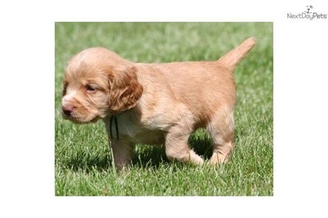 Jeff schwartz of rock river kennels and jaelee schwartz of green gable gundogs work closely together to produce high quality field bred cockers and field bred english springer spaniels. Meet Maxx a cute English Cocker Spaniel puppy for sale for ...