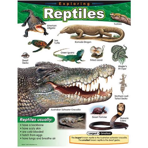 Chart Exploring Reptiles Gr 1 5 Reptiles Reptiles Activities Fun Facts