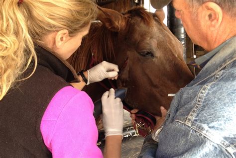 Horse Wound Treatment Equimed Horse Health Matters