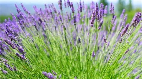 Expert Lavender Growing Tips For Home Gardeners — Empress Of Dirt