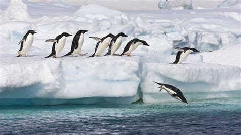 اكتشاف مستعمرة جديدة لـ البطريق الإمبراطور في القطب الجنوبي Rt Arabic