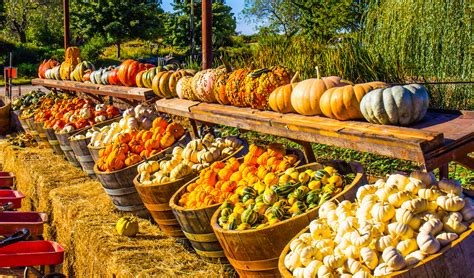 5 Fall Harvest Festivals Worth The Trip United Hub