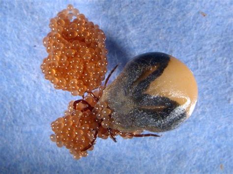 Tick Nest And What Do Tick Eggs Look Like New Photos 2021