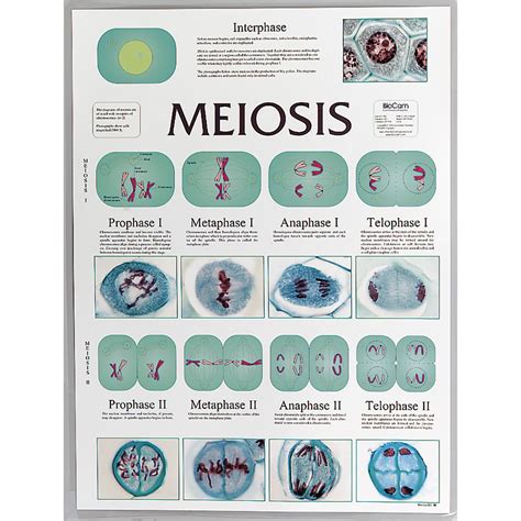 Meiosis Cell Division Chart