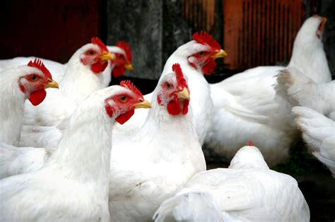 Élevage de poulets de chair n1 en France Volaille Info