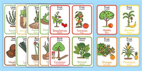 Edible Plant Parts Flash Cards Romanian Translation Twinkl