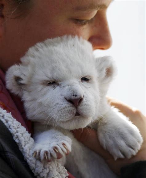 Cute And Rare White Lion Cub Lion Cubs Photo 36185792