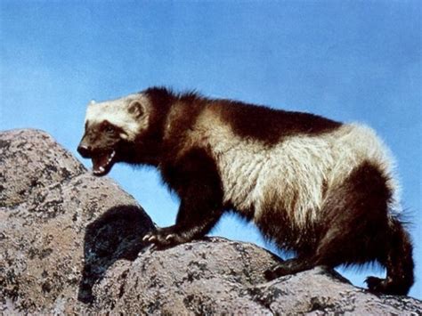 Wolverines Adamantium Claws Could They Work In Real Life