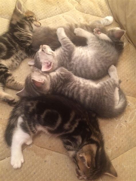 Sleeping Kittens Aww