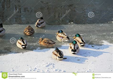 Sleeping Ducks On Frozen River Stock Image Image Of Freezing Cold