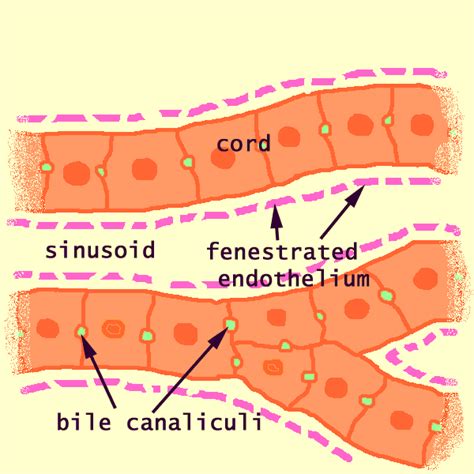 Histology At Siu Liver