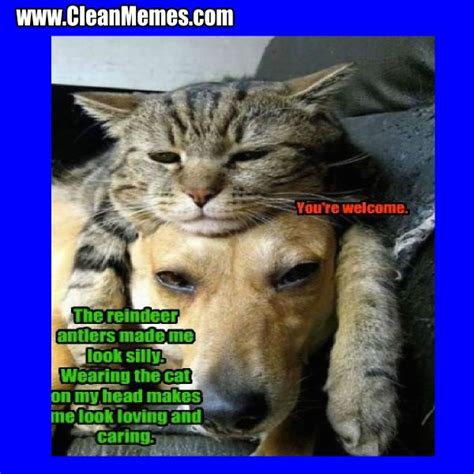 See more ideas about cat memes, funny cat memes, funny cats. Collect the Lovely Funny Clean Cat Memes - Hilarious Pets Pictures